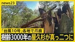 樹齢3000年の屋久杉が真っ二つに…「台風10号」各地で爪痕 熱帯低気圧になっても関東・東北で大雨【news23】|TBS NEWS DIG