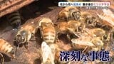 ミツバチに危機!「夏の気温が高すぎる」農作物にも影響が…奮闘する養蜂場|TBS NEWS DIG