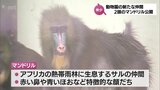 「マンドリル」に「スマトラトラ」　宮崎市フェニックス自然動物園に新たに仲間入り　園長「うまく繁殖させて、未来につないでいきたい」　|　MRTニュース ｜ ＭＲＴ宮崎放送