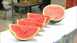「シャリ感と糖度は格別!」大玉スイカ『祭ばやし』出荷始まる 新潟市江南区|TBS NEWS DIG