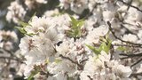「気持ちがウキウキしますよね」サクラ見頃 ソメイヨシノやシダレザクラが参拝者を出迎える 山梨・恵林寺 | 山梨のニュース | UTYテレビ山梨