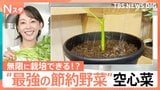 ほうれん草の半額で茎から再生？ 猛暑の最強・節約野菜「空心菜」に注目【Nスタ】|TBS NEWS DIG