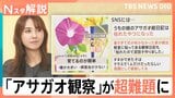 「宿題として破綻」アサガオの観察が超難題に?ラジオ体操は1週間だけ?暑さで夏休みの定番に異変【Nスタ解説】|TBS NEWS DIG