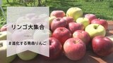 見つけたらラッキー!新品種&期待のリンゴ 見た目も味も個性豊かなリンゴ大集合【#進化する青森りんご】 | 青森のニュース│ATV NEWS│青森テレビ