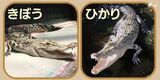 「みんなの希望と光に」珍しい“白いワニ”、名前は「きぼう」「ひかり」に決定=静岡・熱川バナナワニ園|TBS NEWS DIG