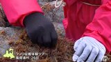 フノリ採り体験ツアー2年ぶりに 青森県風間浦村|TBS NEWS DIG