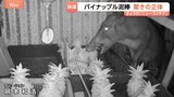 美味しいものを選んでいる?パイナップル無人販売店で“窃盗” 防犯カメラが捉えた“犯人”に農家も驚き|TBS NEWS DIG