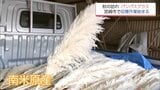 秋の訪れ　パンパスグラスの出荷　宮崎市田野町で始まる　|　MRTニュース ｜ ＭＲＴ宮崎放送