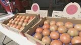 夏の訪れ告げる「南郷トマト」が全国へ　ゆうパック出発式　福島・南会津町　|　福島のニュース│TUF