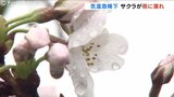 真夏日一歩手前から急降下 富山で最高気温12℃ サクラも雨に濡れ | 富山のニュース|天気・防災|チューリップテレビ