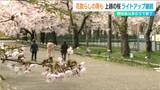 花散らしの雨続くが桜は見ごろ 高田城址公園ではライトアップを16日まで継続|TBS NEWS DIG