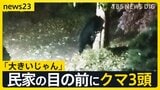 3連休の行楽地に“クマ”の影響「きょうは目撃したのか?」の問い合わせも 各地で人的被害も相次ぐ「キノコ採り」で山に入り“鼻を引っかかれる”【news23】|TBS NEWS DIG
