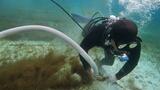 年間およそ2000トンを生産 宮古島で養殖モズクの収穫始まる 5月中旬まで続く|TBS NEWS DIG