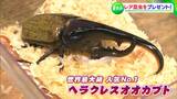 「全部売ったら100万円?」ヘラクレスオオカブト・パラワンオオヒラタクワガタなどを子どもたちに無料で!?配布【岡山】|TBS NEWS DIG