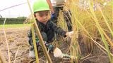 「とったどー!」5月に植えた稲を収穫 園児たちが鎌を手に稲刈り体験「かたいけど楽しい」=静岡・磐田市 | 静岡のニュース | SBSNEWS | 静岡放送