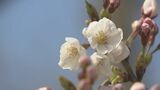 福島市にもサクラの便り ソメイヨシノ開花発表 福島 | 福島のニュース│TUF