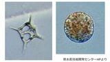 赤潮で養殖ブリ2万3000匹に被害 鹿児島湾に赤潮警報継続で県が注意呼びかけ|TBS NEWS DIG