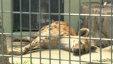 水かけや屋内展示 エサを凍らせ 動物園も熱中症対策にてんやわんや 最高気温ついに38℃台…“危険な暑さ”続く | 静岡のニュース | SBSNEWS | 静岡放送