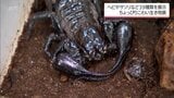 珍しい虫やへび、サソリなど39種類を展示「ちょっぴりこわい生き物展」 宮崎市の大淀川学習館で10月26日まで | MRTニュース | MRT宮崎放送