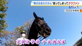 “馬のおまわりさん”エサ代高騰でクラファン開始 京都府警の「平安騎馬隊」目標金額は500万円|TBS NEWS DIG