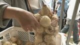 特産の「へきなんサラダたまねぎ」広く知って 愛知県碧南市で300円の詰め放題イベント 2トン売り切れ|TBS NEWS DIG
