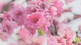 「今日は一番いい」サクラやハナモモが満開で今が見頃 春爛漫の世界広がる 大月・エコの里 | 山梨のニュース | UTYテレビ山梨
