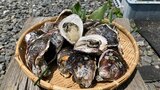 クリーミーな味わいが人気 夏が旬 20日から岩ガキのグルメキャンペーン 大分・佐伯市 | 大分のニュース|OBS NEWS|大分放送