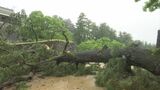 樹齢１００年以上　松江城で松の大木倒れる　けが人はなし　荒れ模様の天気の影響か　|　BSSニュース | BSS山陰放送