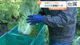 復興のシンボル「仙台白菜」収穫最盛期！品質良好・天皇陛下にも献上　宮城・東松島市　|　宮城のニュース│tbc NEWS│tbc東北放送