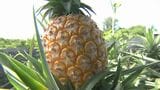 「パインなのにココナツの味」19年をかけて開発したパイナップルの新品種 “芳醇で良い香り”にかける名護市の生産農家|TBS NEWS DIG
