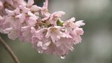 エドヒガンザクラ 約50本が今満開に 韮崎市・穴山さくら公園 | 山梨のニュース | UTYテレビ山梨