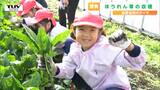 栄養素が豊富な旬の野菜のおいしさを! 子どもたちが元気にほうれん草の収穫体験(山形) | 山形のニュース│TUYテレビユー山形