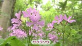 県庁所在地にある団地の一角の自然観察園でサクラソウが見頃 市民が参加して観察会 盛岡市|TBS NEWS DIG
