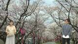 壮観!「サクラのトンネル」現る “久世トンネル桜” 180本のサクラが見ごろ 夜9時までライトアップも【岡山・真庭市】|TBS NEWS DIG