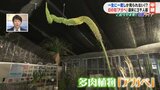 一生に一度しか見られない！？幻の花「アガベ」開花中！来園者も10倍に　福島　|　福島のニュース│TUF