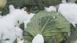 雪の下からこんにちは!甘くてシャキシャキ、みずみずしい「雪下キャベツ」収穫最盛期 福島|TBS NEWS DIG