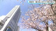 高知市・堀川沿いのサクラ咲き誇る　今週になり開花が進む　|　高知のニュース・天気｜KUTV NEWS | KUTVテレビ高知