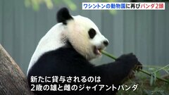 「パンダたちがワシントンに！」2頭がワシントンの国立動物園に再来訪| TBS CROSS DIG with Bloomberg