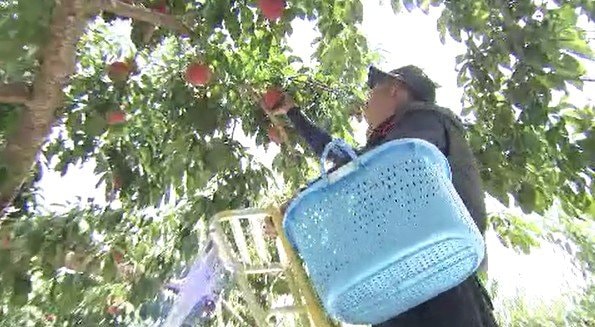 「モモの収穫時期が早くて大変…」9月だったのに、お盆明けには…原因は「暑さ」や「雨不足」あまりの暑さに欠かせないファン付きの上着…長野・須坂市の農園の忙しい日々　|　SBC NEWS | 長野のニュース | SBC信越放送