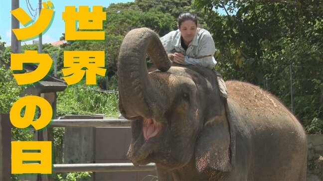 「世界ゾウの日」に生態を学ぶ|TBS NEWS DIG