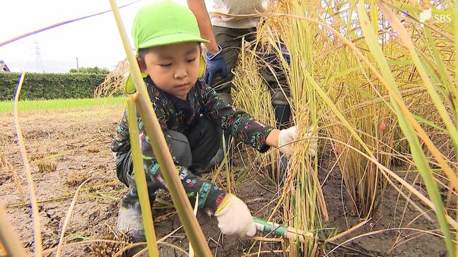 「とったどー!」5月に植えた稲を収穫 園児たちが鎌を手に稲刈り体験「かたいけど楽しい」=静岡・磐田市|TBS NEWS DIG