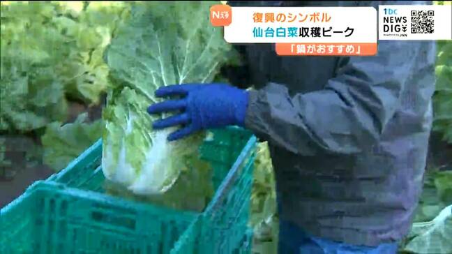 復興のシンボル「仙台白菜」収穫最盛期！品質良好・天皇陛下にも献上　宮城・東松島市|TBS NEWS DIG