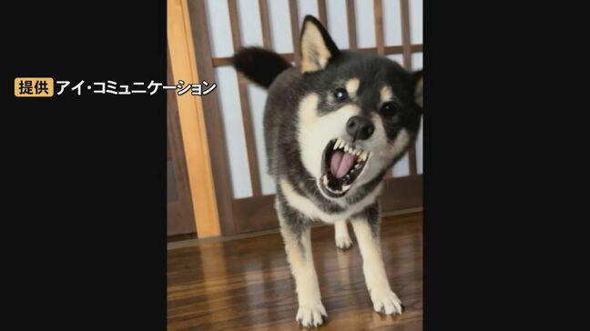 イヌの写真で一言…大喜利ならぬ「犬喜利」とは?|TBS NEWS DIG