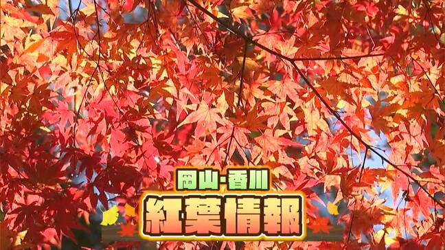 「今年の紅葉は遅い？」閑谷学校は？寒霞渓は？絶景スポット攻略ガイドで週末のおでかけ計画を【岡山・香川】|TBS NEWS DIG