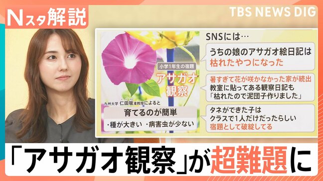 「宿題として破綻」アサガオの観察が超難題に?ラジオ体操は1週間だけ?暑さで夏休みの定番に異変【Nスタ解説】|TBS NEWS DIG