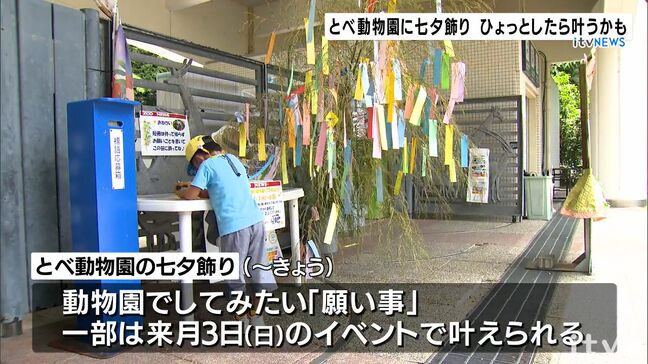 「ゾウさんにエサをあげたい」ひょっとしたら叶うかも? とべ動物園に「七夕飾り」来園者が願いごと【愛媛】|TBS NEWS DIG