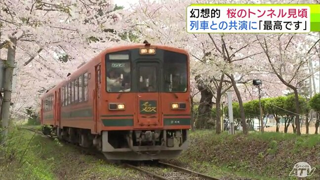 花びら舞い散る『桜のトンネル』を駆ける津軽鉄道　青森県五所川原市「芦野公園」のサクラ最高潮　観光客「もう最高です！」|TBS NEWS DIG