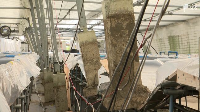 「もう取り壊します」竜巻でハウス再建に数千万円…コチョウラン農家が悲痛な訴え「補助を出してほしい」=静岡・牧之原市|TBS NEWS DIG