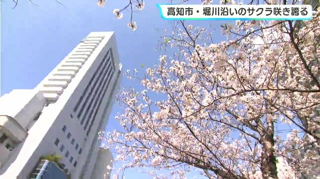 高知市・堀川沿いのサクラ咲き誇る 今週になり開花が進む|TBS NEWS DIG