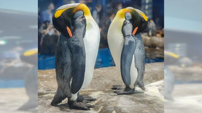 “立ったまま”寝るペンギン・・・なぜ？「冷たい地面に接するのを極力少なく→体温が下がらないように」|TBS NEWS DIG